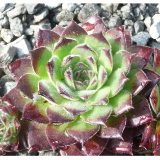 Sempervivum Simplonstern...