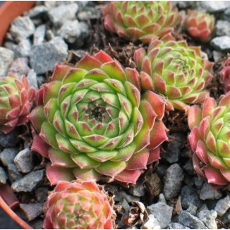 Sempervivum Simplonstern...