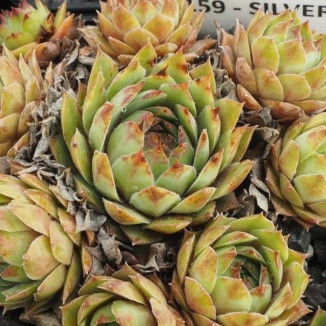 Sempervivum Silverine Rojnik