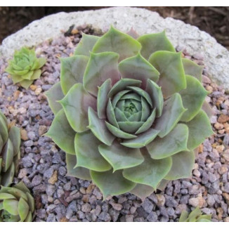 Sempervivum Silver Song Rojnik