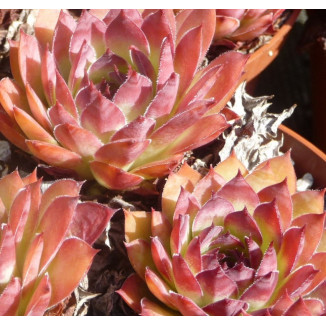 Sempervivum Sieglinde Rojnik