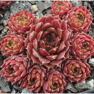 Sempervivum Show Baby Rojnik