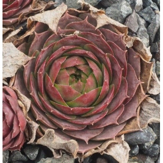 Sempervivum Shannon Louise Rojnik