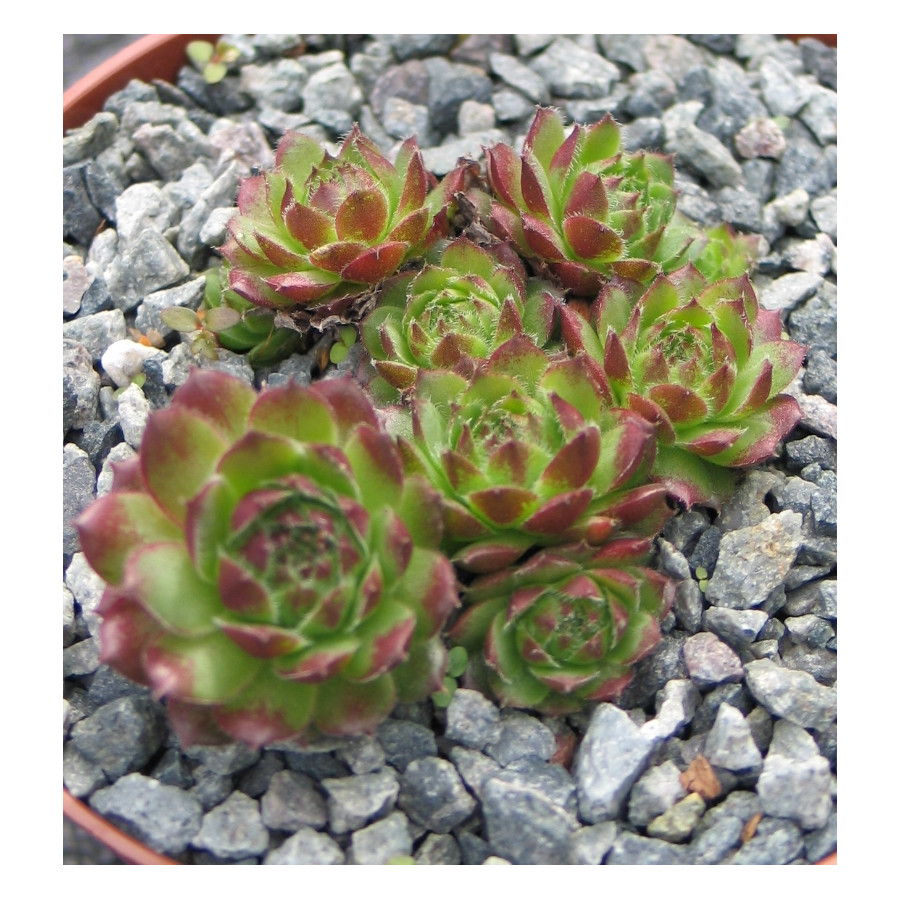 Sempervivum Exhibita Rojnik