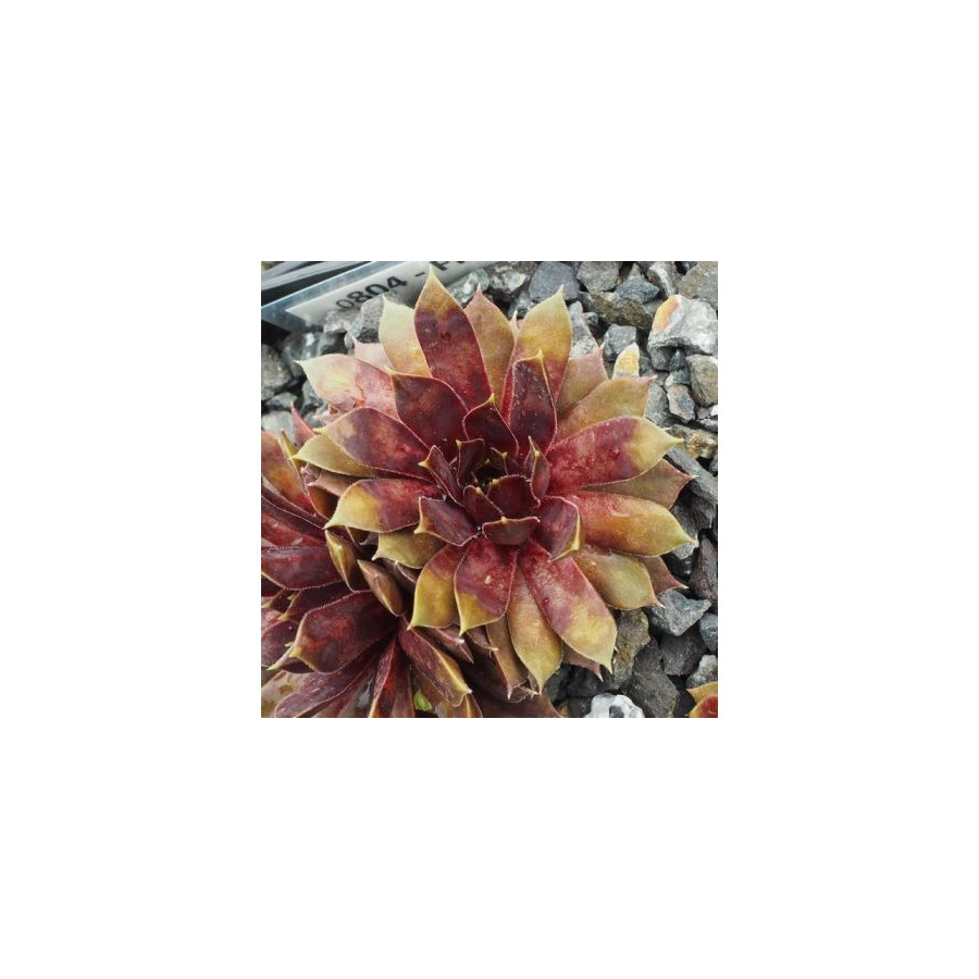 Sempervivum Firlefanz Rojnik