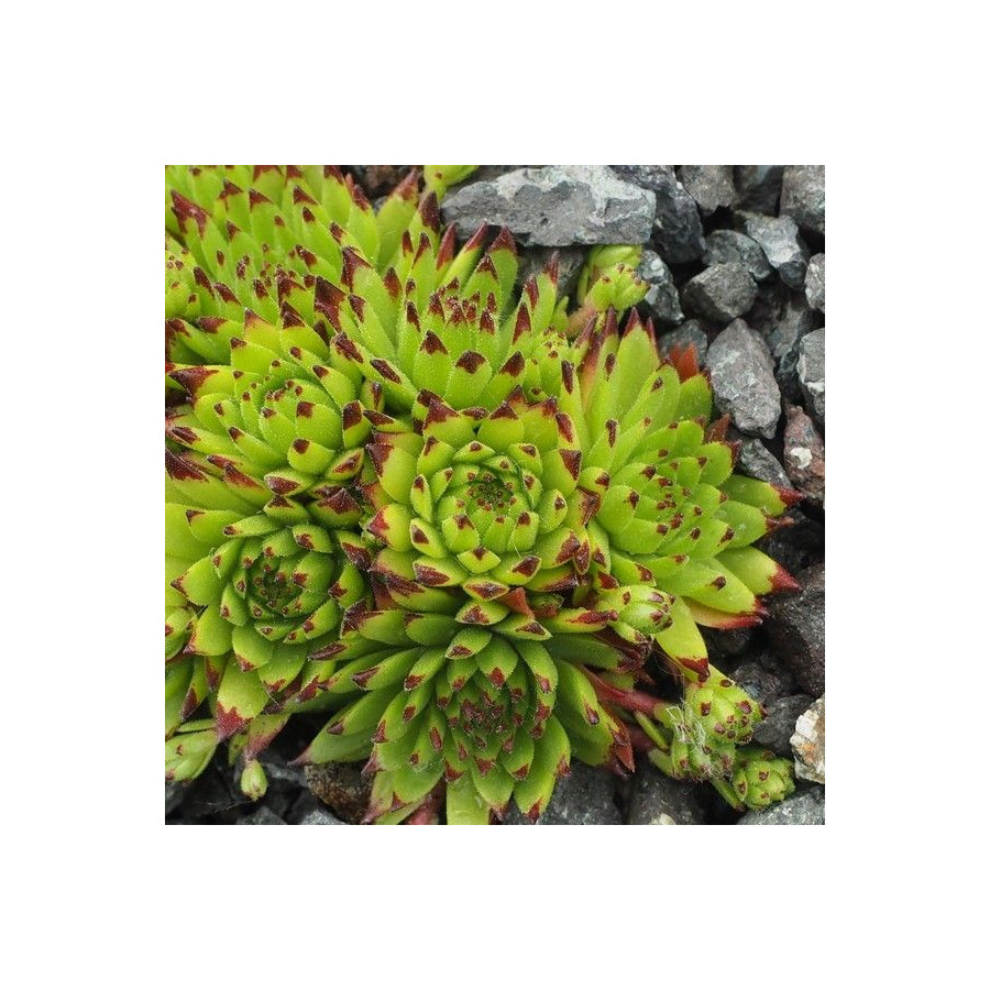 Sempervivum Giuseppe Roberti Rojnik