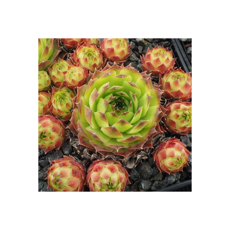 Sempervivum Green Giant Rojnik