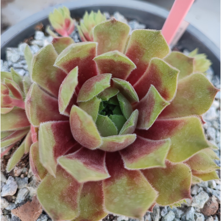 Sempervivum Heike Rojnik