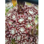 Sempervivum Hurricane Rojnik pajęczynowaty