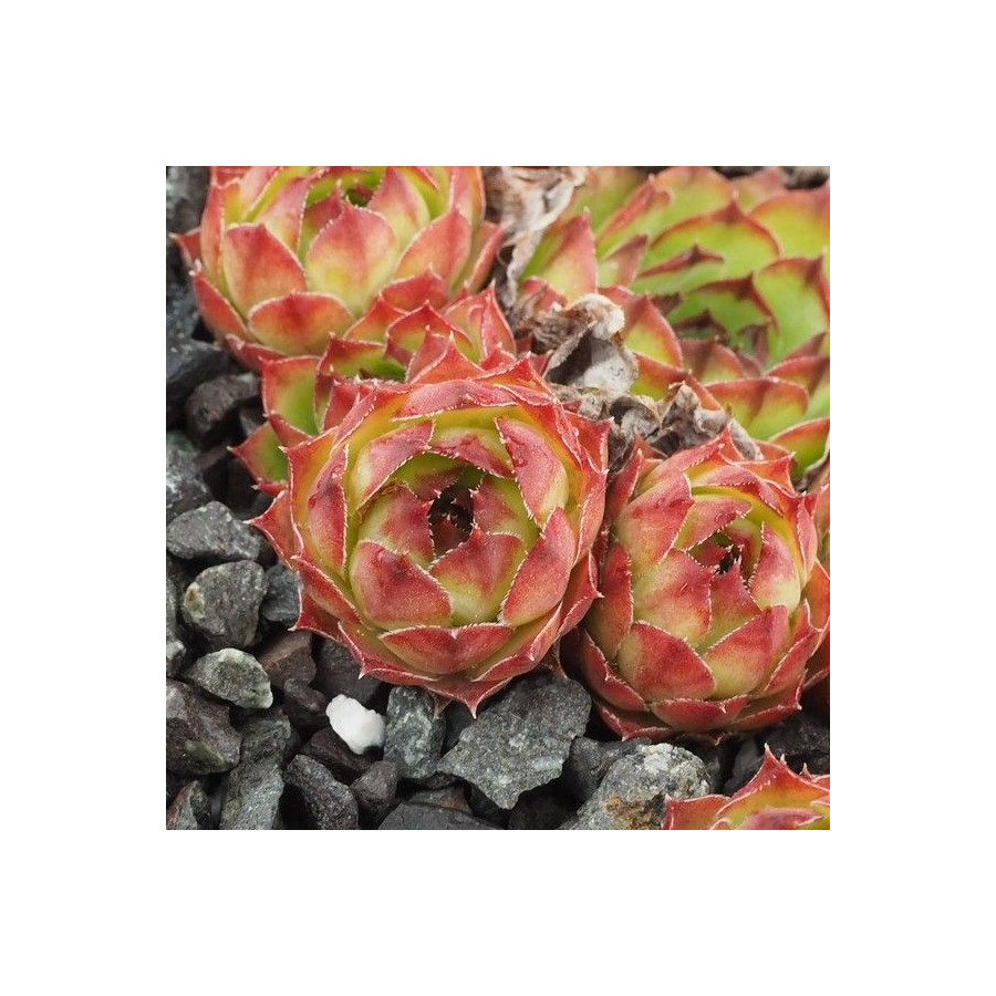 Sempervivum Hydra Rojnik