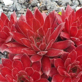 Sempervivum Indian Pow Pow...