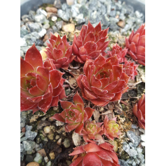 Sempervivum Insian Summer...