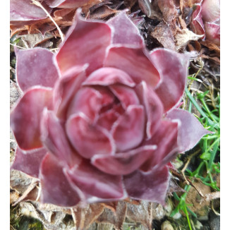 Sempervivum Indre Rojnik