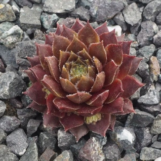 Sempervivum Interlace Rojnik