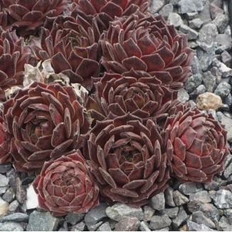 Sempervivum Isaac Dyson Rojnik