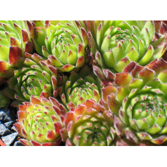 Sempervivum Isolde Rojnik