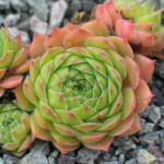 Sempervivum Issey Miyake Rojnik