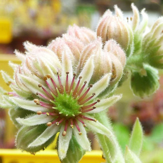 Sempervivum Issey Miyake...