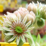 Sempervivum Issey Miyake Rojnik