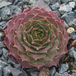 Sempervivum Issey Miyake Rojnik