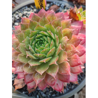 Sempervivum Issey Miyake...