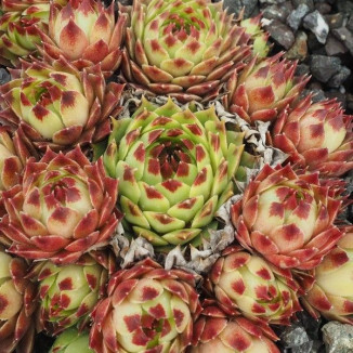 Sempervivum Italia Rojnik