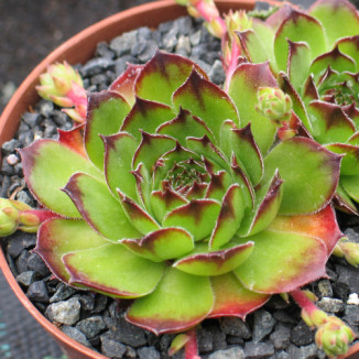 Sempervivum Jack Frost Rojnik