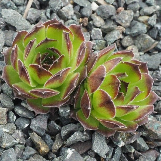 Sempervivum Jack Frost Rojnik