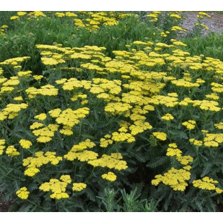 Achillea millefolium Sassy...