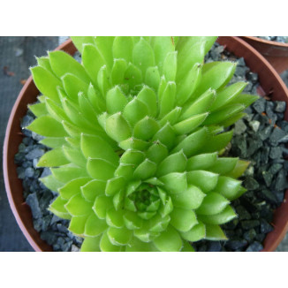 Sempervivum Jaga Rojnik