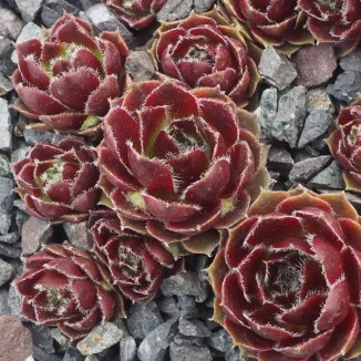 Sempervivum Jamila Rojnik