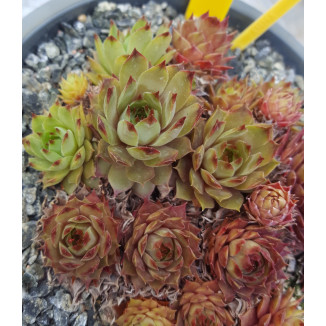 Sempervivum Jammeta Rojnik