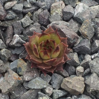 Sempervivum Jammeta Rojnik