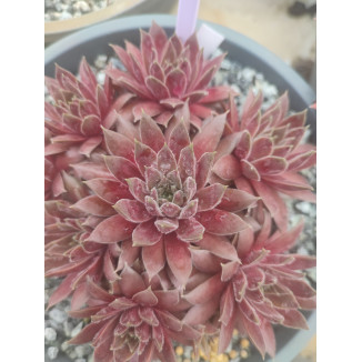 Sempervivum Jelly Beam Rojnik