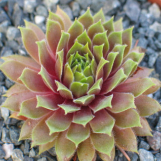 Sempervivum Jelly Beam Rojnik