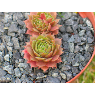 Sempervivum Jewel Case Rojnik