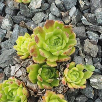 Sempervivum Jigger Rojnik