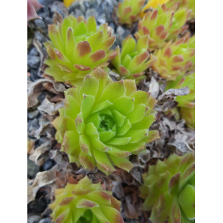 Sempervivum Jigger Rojnik