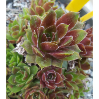 Sempervivum Joke Rojnik