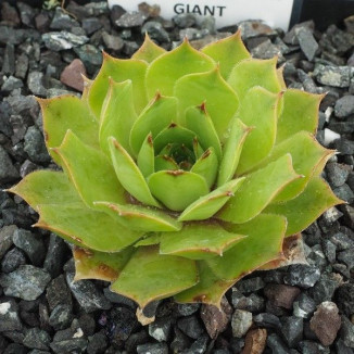 Sempervivum Jolly Green...