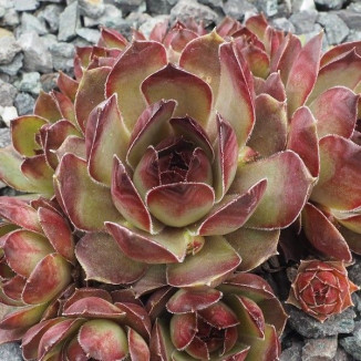 Sempervivum Jonas Rojnik