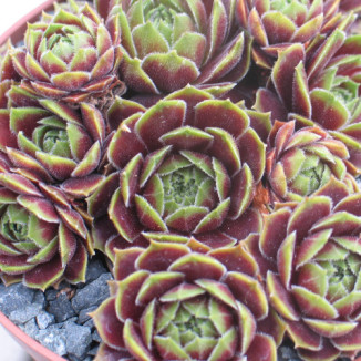 Sempervivum Jubelruf Rojnik