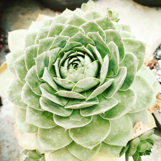 Sempervivum Jumbo Green Rojnik