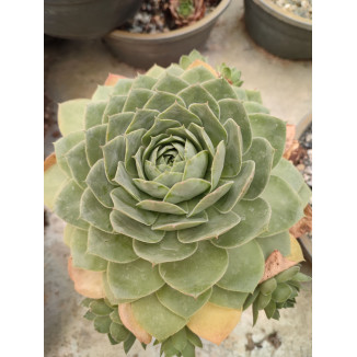 Sempervivum Jumbo Green Rojnik