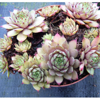 Sempervivum Justine's...