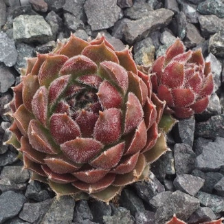 Sempervivum Jutumheim Rojnik