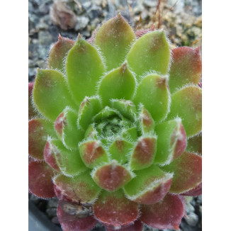 Sempervivum Jutumheim Rojnik