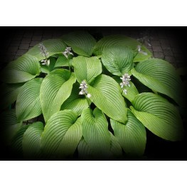 Hosta Green Acres Funkia