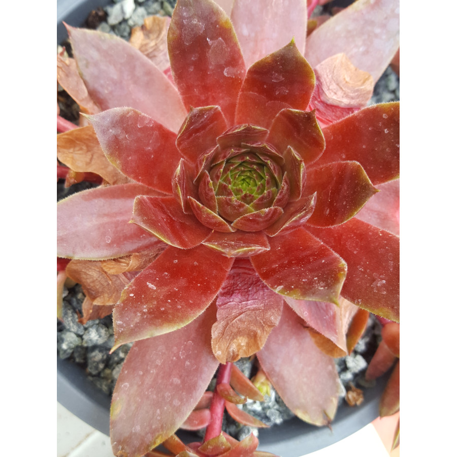 Sempervivum Kiss Rojnik