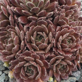 Sempervivum Knuddelbar Rojnik